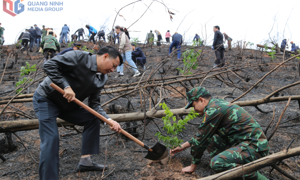 Quang Ninh practically contributes to the goal of planting 1 billion trees