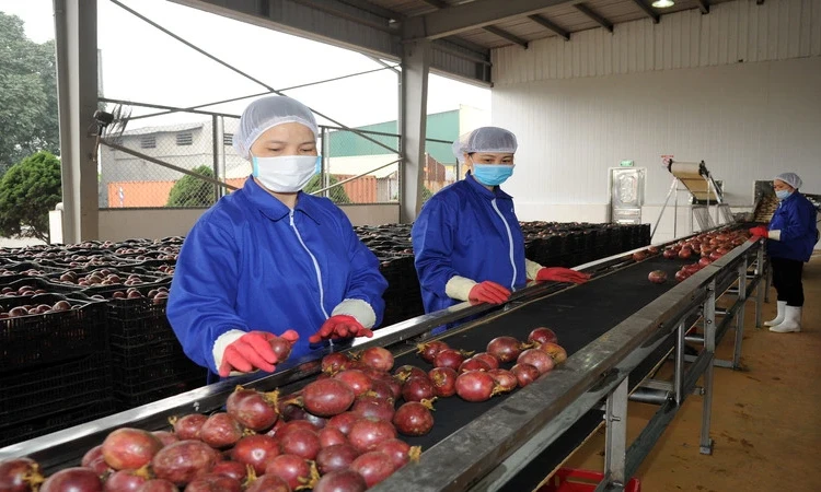 Việt Nam là nguồn cung rau quả chế biến lớn thứ 11 cho Mỹ trong 2 tháng đầu năm 2025