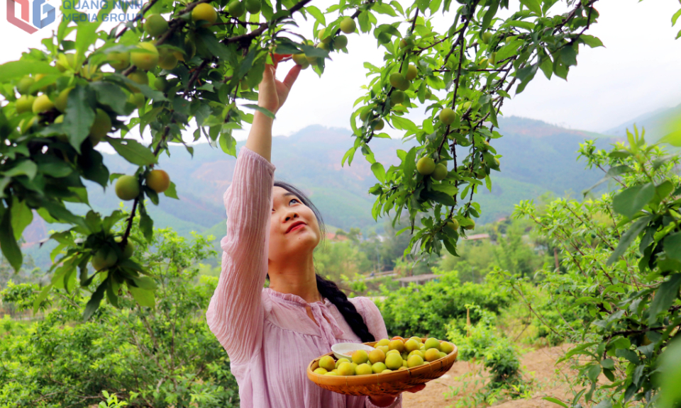 Trải nghiệm vườn mận sai trĩu quả ở Bình Liêu 