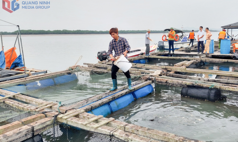 Phát triển nuôi cá biển tại Quảng Ninh: Hướng đi bền vững với thức ăn công nghiệp