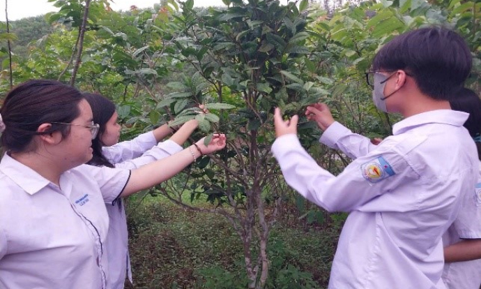 Học sinh Cẩm Phả chế tạo ra chế phẩm Nano giúp phòng bệnh cho trà hoa vàng