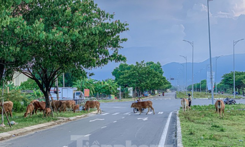 Đà Nẵng: Bò thả rông húc văng cháu bé đang chơi trước nhà