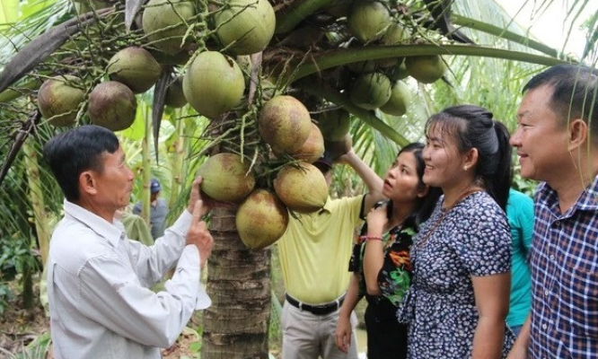Tăng thêm lợi thế cạnh tranh cho dừa Việt Nam