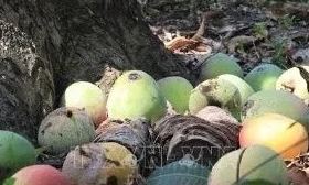 Giá xoài Úc chỉ còn… 1.000 đồng/kg