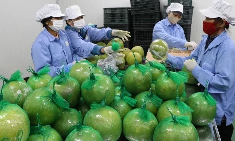 Nhiều dư địa cho doanh nghiệp Việt mở rộng thị phần tại thị trường Anh