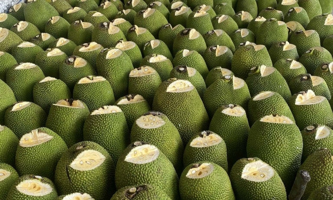 Giá mít Thái giảm mạnh xuống 4.000 đồng một kg