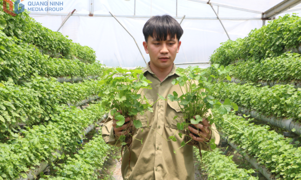 Người khởi nghiệp từ mô hình rau má thủy canh