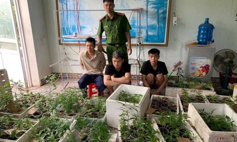 Phát hiện hơn 300 cây cần sa trong nhà dân ở Hải Phòng