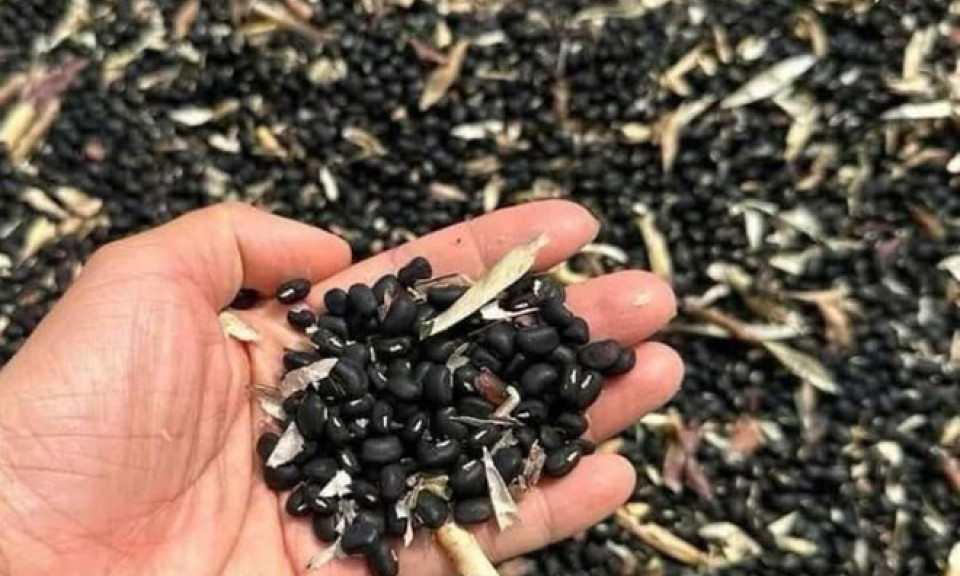 3 loại trà giải độc cơ thể trong mùa hè