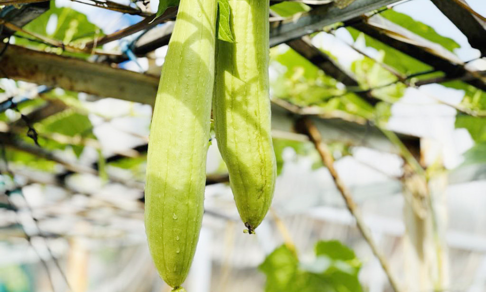 3 không khi ăn mướp