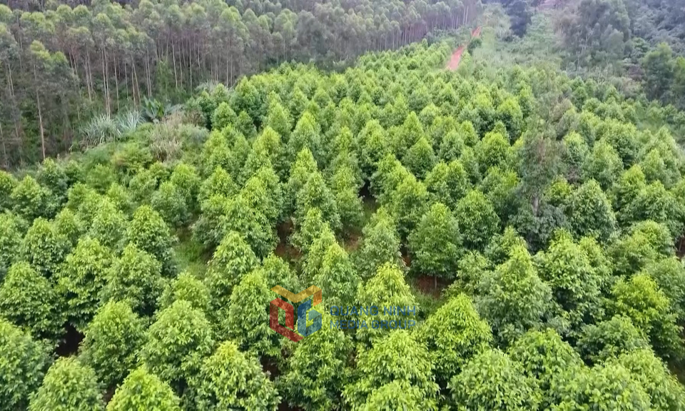 Tiềm năng từ chứng chỉ rừng