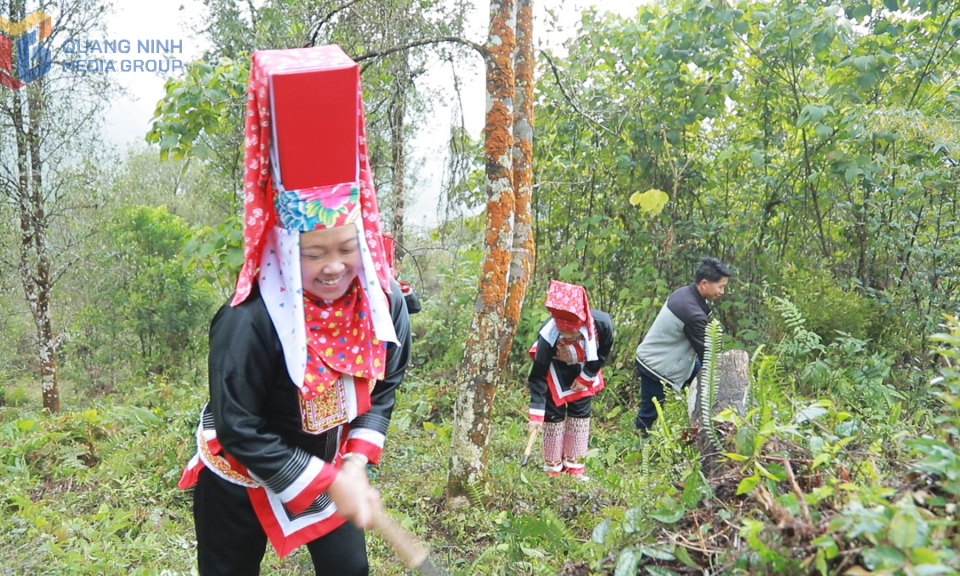Sức sống mới nơi rừng xanh