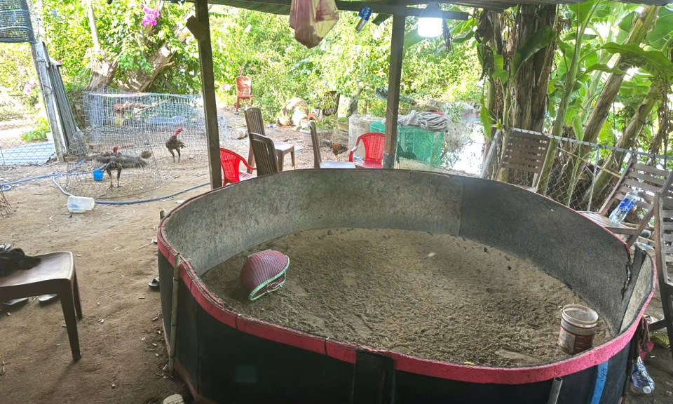 Triệt phá sới cá độ đá gà liên tỉnh 'khủng' giữa trung tâm Đà Nẵng
