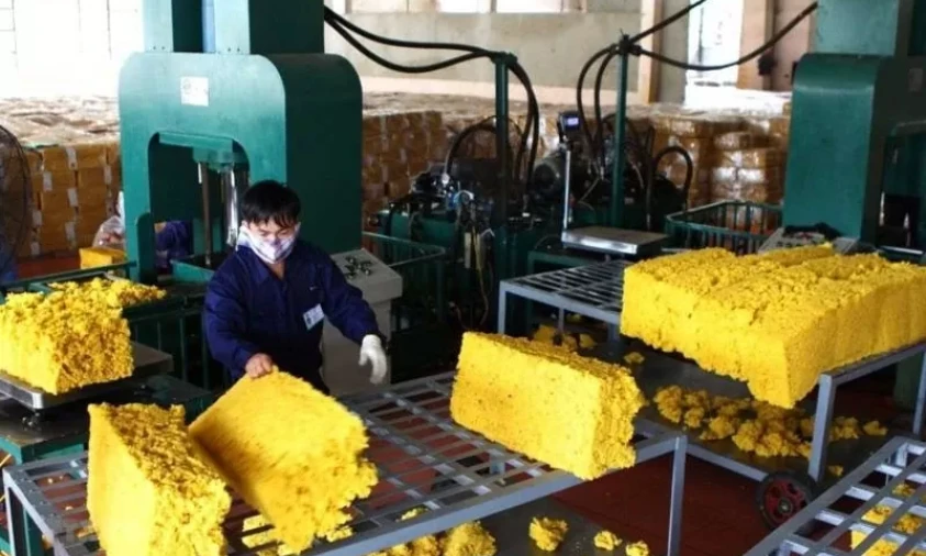 Giá cao su tăng, triển vọng xuất khẩu tiếp tục tươi sáng