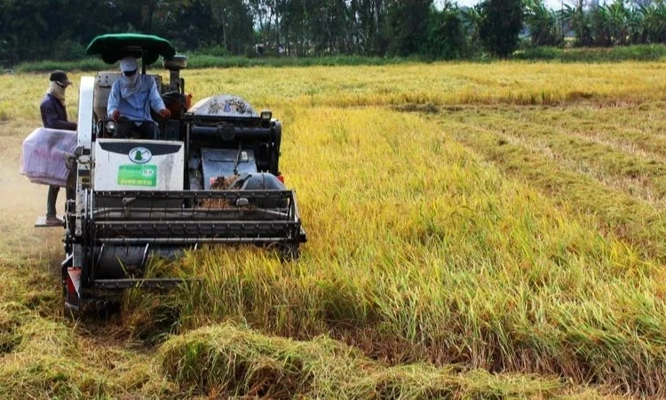 Ngành lúa gạo trước áp lực phát thải và cơ hội bứt phá xanh