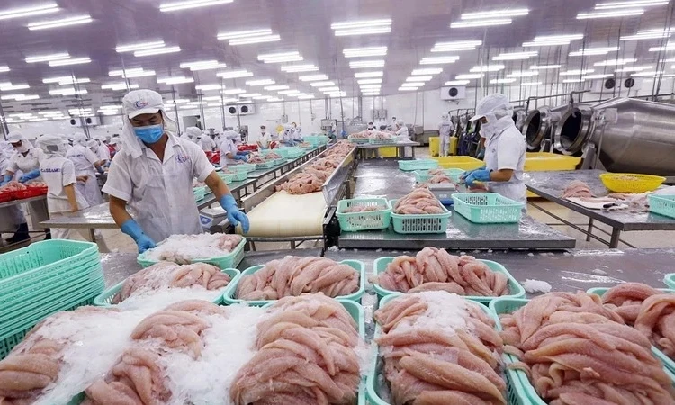 Cá tra và nghịch lý “lép vế” trên sân nhà