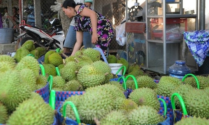 Giá lao dốc, xuất khẩu bất thành, người trồng sầu riêng vỡ mộng?