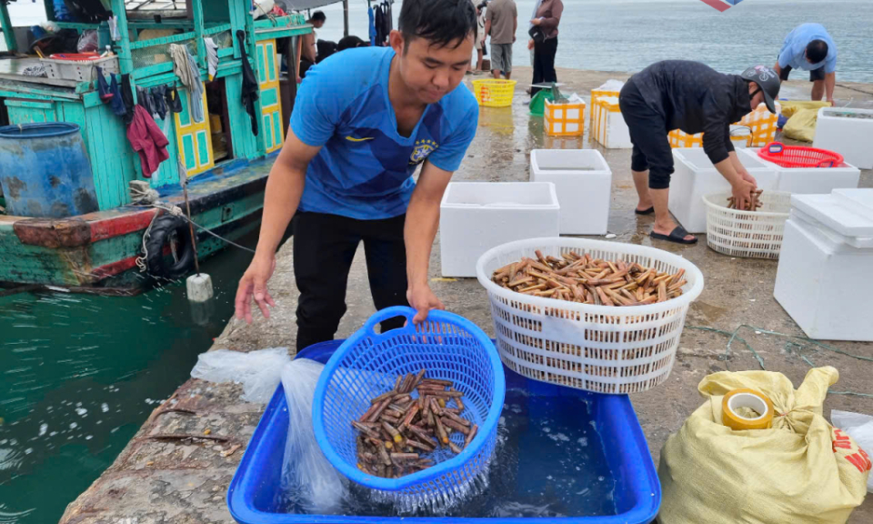 Tấp nập cảng cá Cô Tô