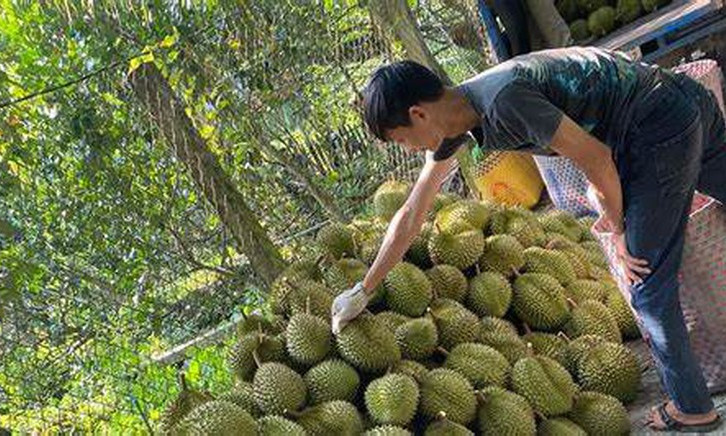 Lối mở cho phát triển bền vững ngành sầu riêng