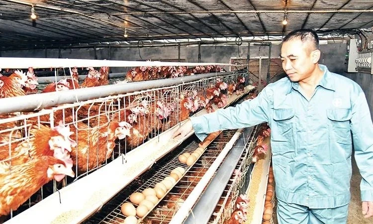 Ngành gia cầm Việt Nam: Cơ hội và thách thức trong chuỗi giá trị toàn cầu