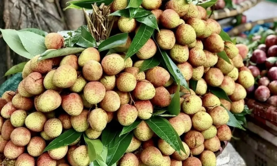 Vải u đầu mùa giá cao vẫn hút khách