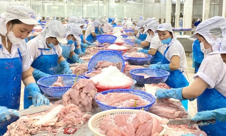 Xuất khẩu cá tra sang thị trường EU duy trì đà tăng trưởng