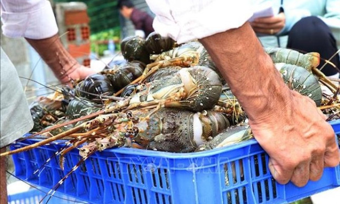 Trung Quốc đặc biệt yêu thích tôm hùm Việt Nam
