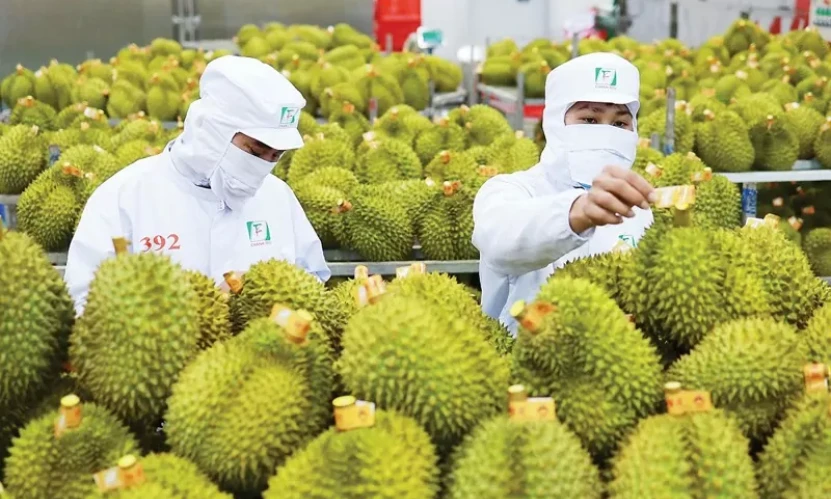 Tháo nút thắt cho sầu riêng: Cần 'luồng xanh' thông quan