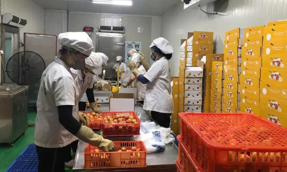 Lô vải thiều đầu tiên của năm 2025 đã được xuất khẩu qua Nhật Bản