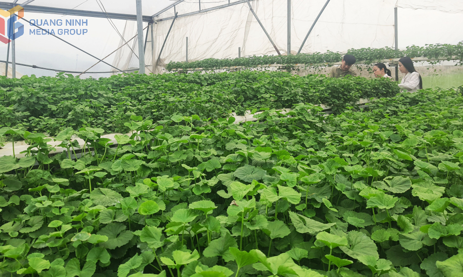 Tập trung phát triển nông nghiệp công nghệ cao