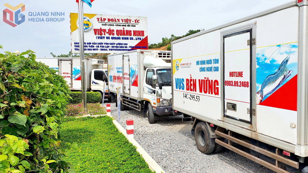Đoàn xe tập kết chờ đưa tôm giống do Công ty TNHH Việt Úc Quảng Ninh sản xuất đến các chủ hộ nuôi.