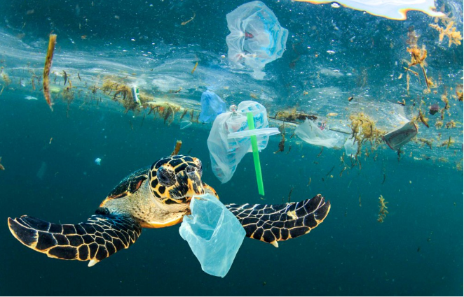Rác thải nhựa bị đẩy xuống đại dương. Ảnh: onegreenplanet.org