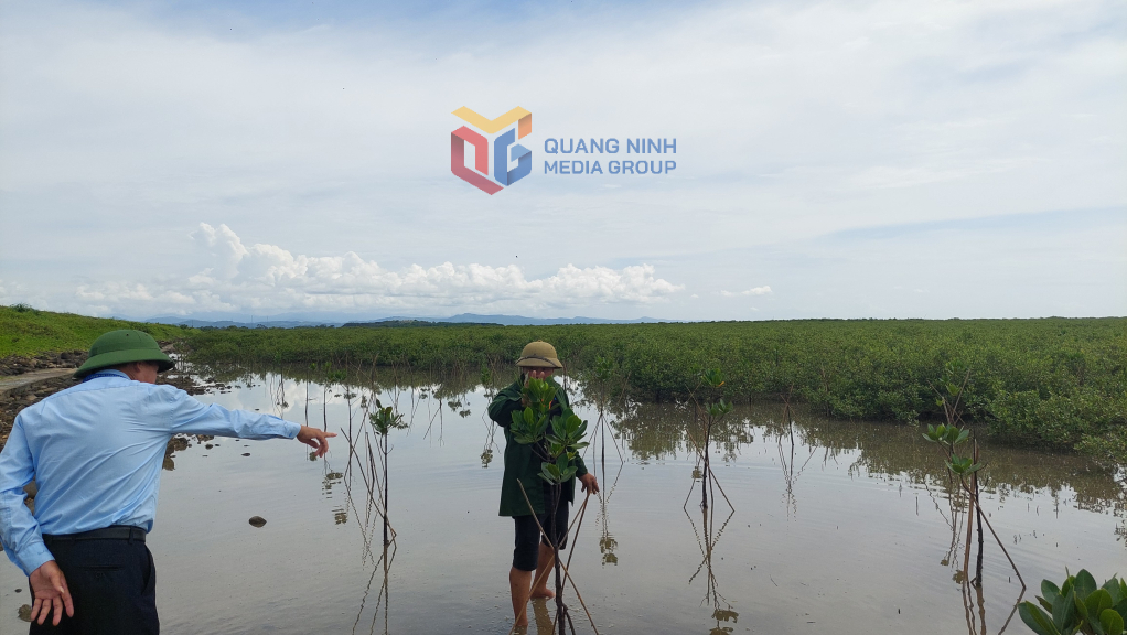Người dân thôn 9, xã Quảng Phong trồng bổ sung vào RNM tự nhiên.