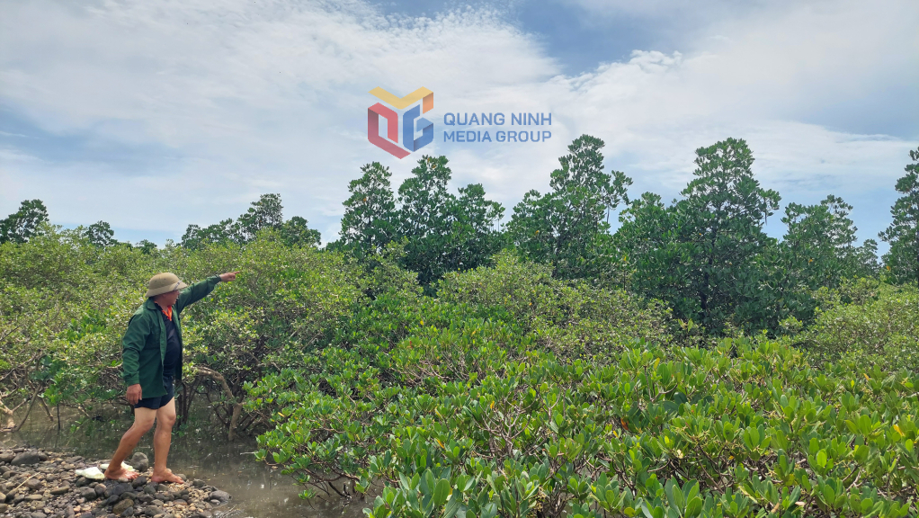 Dọc theo đê Quảng Minh có hàng chục ha RNM được trồng cách đây hơn chục năm đang phát triển tốt.