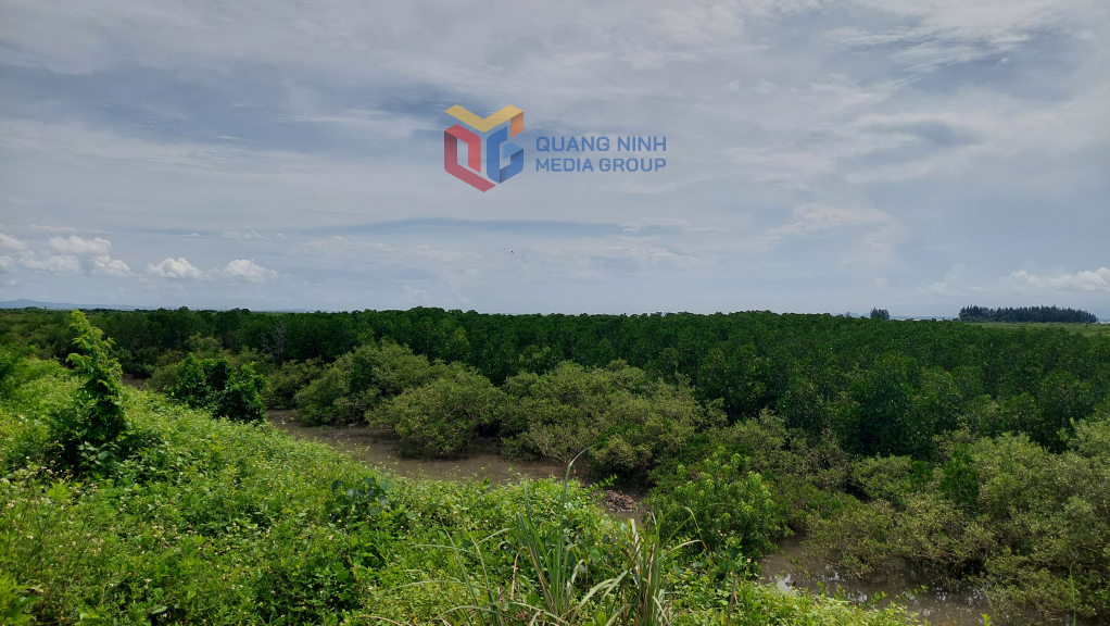 Huyện Hải Hà hiện có hơn 1.320 ha rừng ngập mặn và đang tiếp tục thực hiện trồng bổ sung.