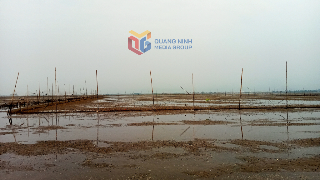 Bãi triều tại xã Quảng Minh, huyện Hải Hà