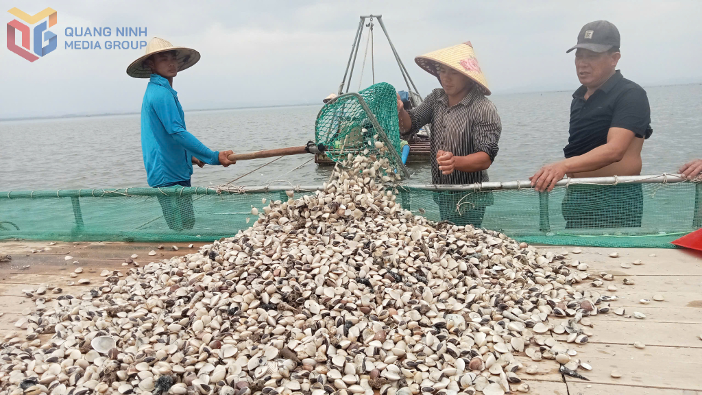 Công nhân HTX Nuôi trồng thủy sản Thành Vân đánh ngao thả nuôi tại khu vực Ba Chạc - vùng biển giáp ranh giữa TP Móng Cái và huyện Hải Hà.