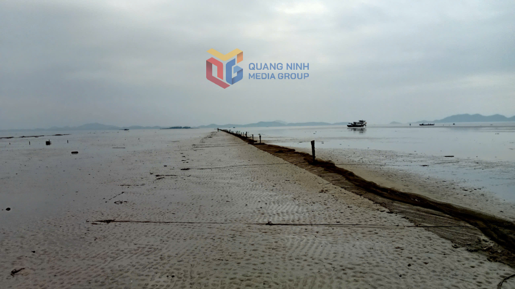Huyện Hải Hà đang tích cực giao mặt nước, bãi triều cho người dân, tổ chức nuôi trồng thuỷ sản