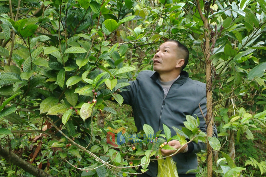 Ông Triệu Quý Bảo (xã Đồn Đạc, huyện Ba Chẽ) thu hoạch trà hoa vàng.