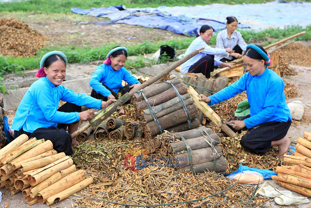 Niềm vui mùa thu hoạch quế của người dân tộc Sán Chỉ huyện Bình Liêu. Ảnh: Khánh Giang