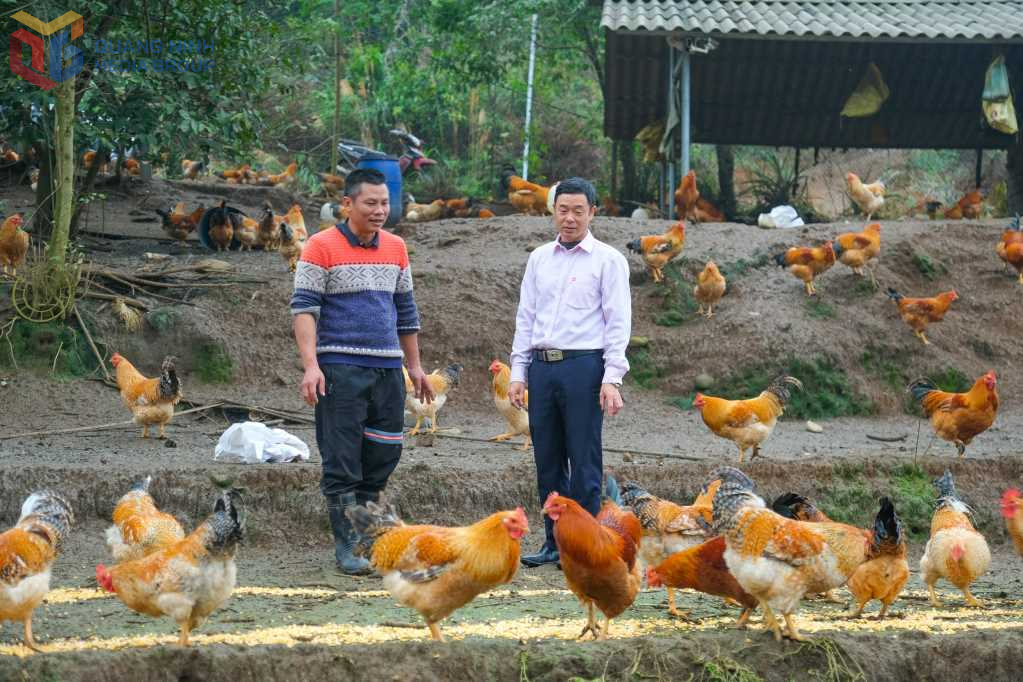 Người dân xã Phong Dụ (huyện Tiên Yên) phát triển chăn nuôi từ nguồn vay vốn tín dụng chính sách.
