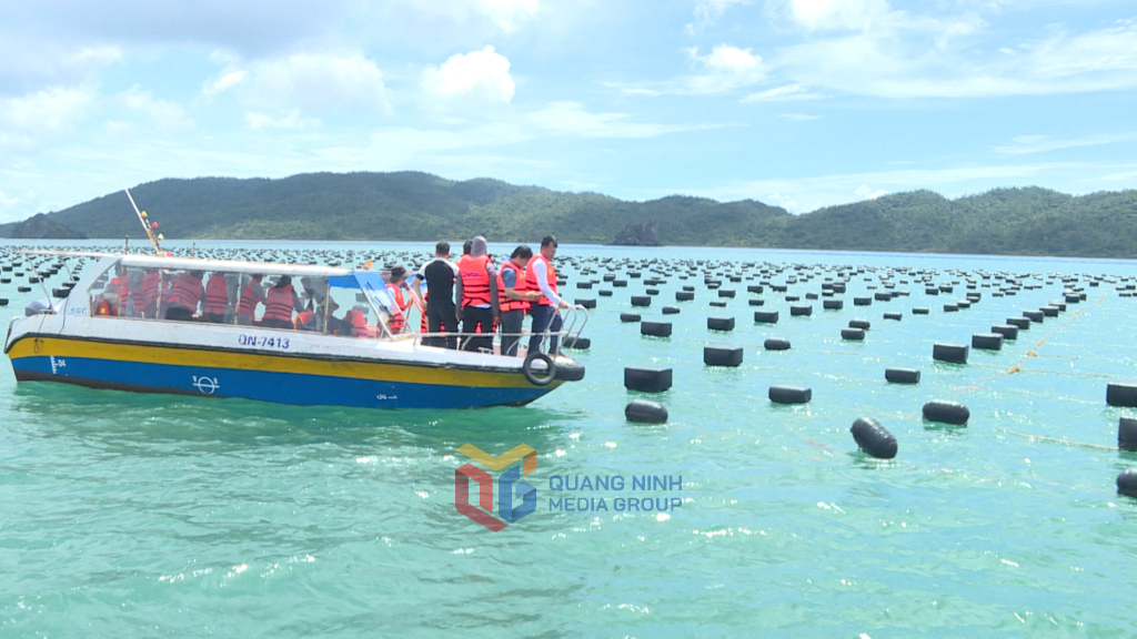 Các Hợp tác xã trong Chi hội nuôi biển Vân Đồn tìm hiểu thực tế mô hình nuôi rong sụn kết hợp nuôi hàu tại xã đảo Minh Châu.