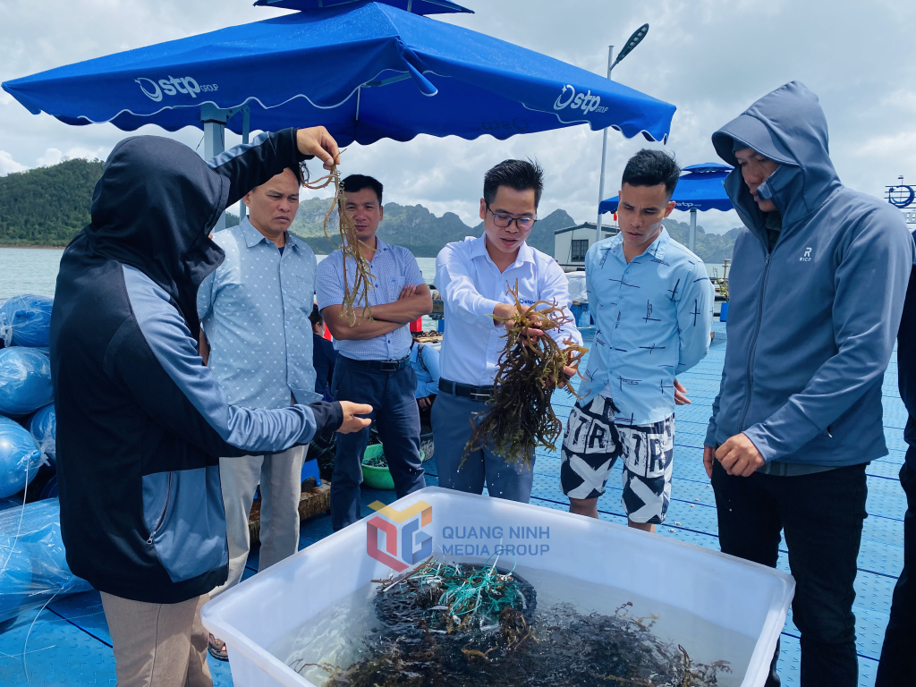 Rong sụn được Tập đoàn STP nuôi cấy và tiến hành nuôi thương phẩm kết hợp với nuôi hàu tại Vân Đồn.