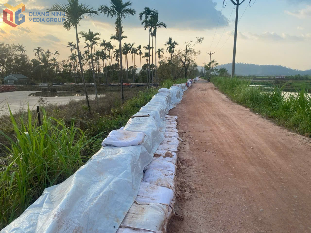 Tuyến đê Hồng Phong (TP Đông Triều) được gia cố tạm thời điểm ứng phó với bão Yagi tháng 9/2024.