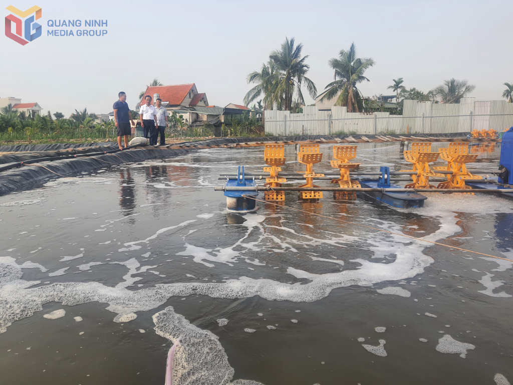 Ao nuôi tôm thẻ chân trắng của Vũ Ngọc Tuân, thôn 8, xã Sông Khoai, TX Quảng Yên.