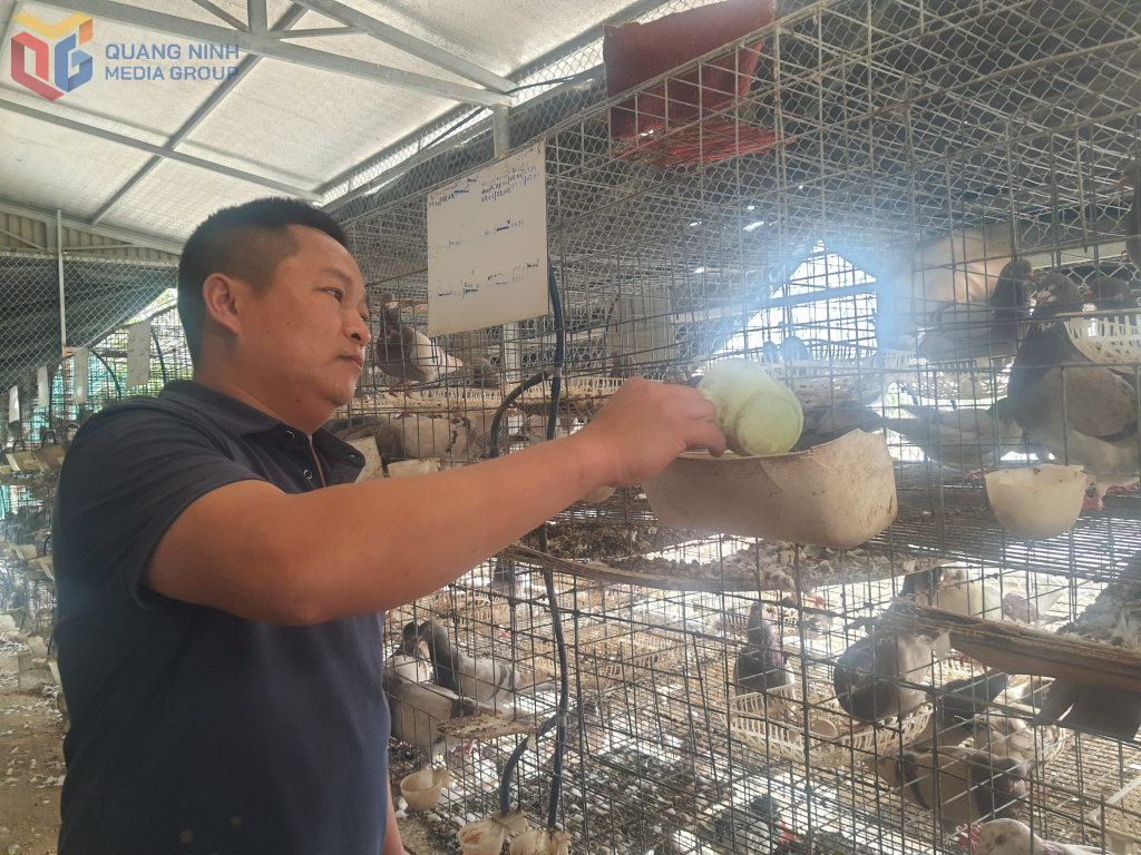 Anh Vũ Ngọc Tuân, thôn 8, xã Sông Khoai, TX Quảng Yên chăm sóc đần chim bồ câu của mình.