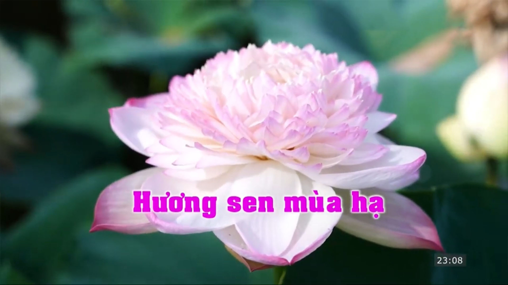 Hương sen mùa hạ