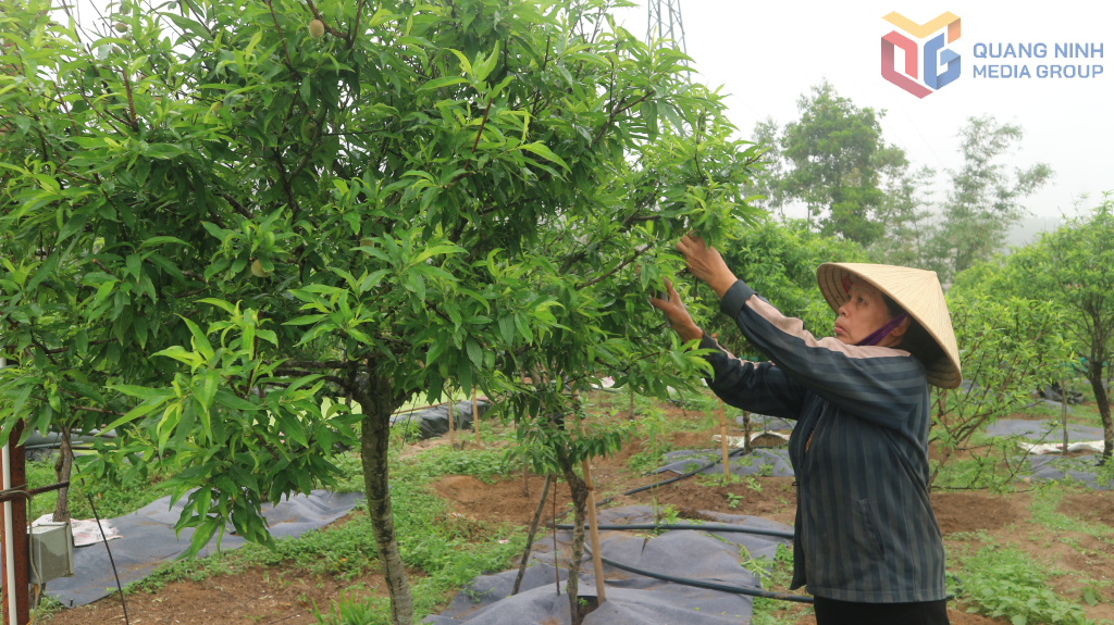Trồng đào phai đã đem lại hiệu quả kinh tế cao cho người dân xã Hạ Long (huyện Vân Đồn).