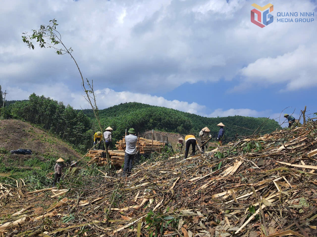 Người dân xã Thanh Sơn, huyện Ba Chẽ tập thu rừng gãy đổ sau bão để trồng rừng.