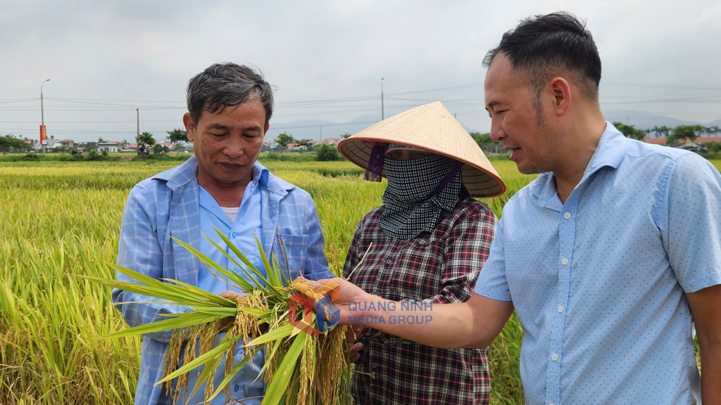 Lúa xuân năm nay chắc, mẩy và năng suất cao.